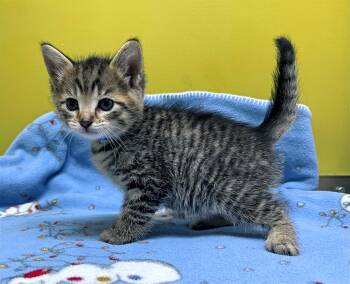 Rescue Domestic Short Hair Cats for Adoption in Columbia, Kentucky - Asher | PetCurious