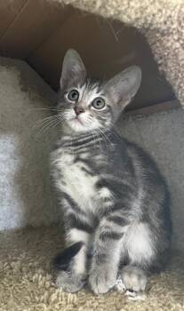 Oasis -  Tabby Cat for Adoption in San Juan Capistrano, California - Oasis | PetCurious