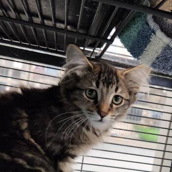 Grape -  Domestic Long Hair Cat for Adoption in Walker, Michigan - Grape | PetCurious