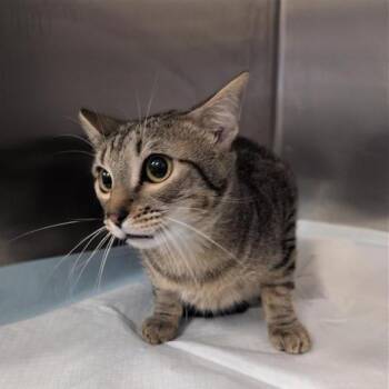 shorty -  Domestic Short Hair Cat for Adoption in Greensboro, North Carolina - Shorty | PetCurious
