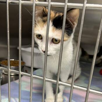 Domestic Short Hair Cats Available for Adoption in Hannibal, Missouri - Dreamy | PetCurious