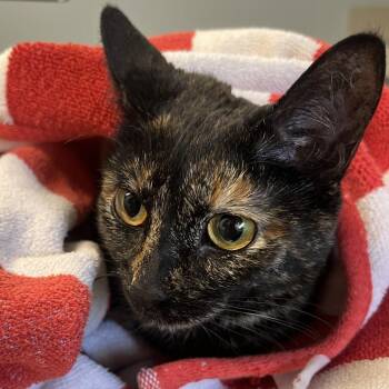 Mary -  Domestic Short Hair Cat for Adoption in Oak Park, Illinois - Mary | PetCurious