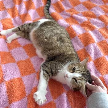 Domestic Short Hair Cats Available for Adoption in Madison, Wisconsin - Foxxy Cleopatra | PetCurious