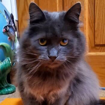 Taro -  Maine Coon Cat for Adoption in Gladwin, Michigan - Taro | PetCurious