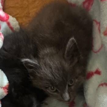 Ash -  American Bobtail Cat Available for Adoption in Melbourne, Kentucky - Ash | PetCurious