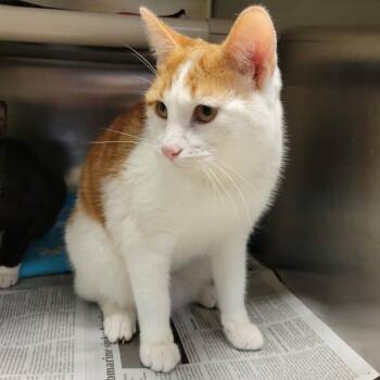 Domestic Short Hair Cats Available for Adoption in Columbia, Missouri - Proper (& Prim) | PetCurious