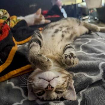 Rescue Tabby and Domestic Short Hair Cats for Adoption in Vallejo, California - Benji | PetCurious