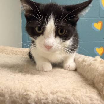 Grub -  Tuxedo Cat for Adoption in Kansas City, Missouri - Grub | PetCurious