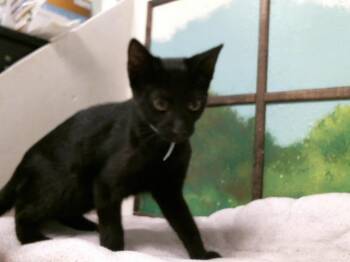 WISTERIA -  Domestic Short Hair Cat for Adoption in Houston, Texas - WISTERIA | PetCurious