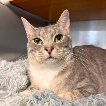 Atlas -  Domestic Short Hair Cat for Adoption in Wilmington, North Carolina - Atlas | PetCurious