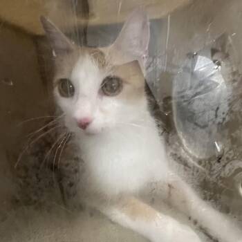 Daphne -  Domestic Short Hair Cat for Adoption in Philadelphia, Pennsylvania - Daphne | PetCurious