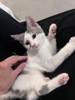 SNAP -  Domestic Short Hair Cat for Adoption in Hagerstown, Maryland - SNAP | PetCurious