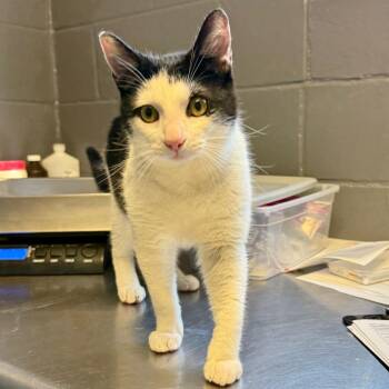 Domestic Short Hair Cats Available for Adoption in Tuscaloosa, Alabama - Flip | PetCurious