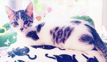 Rowan J -  Domestic Short Hair Cat for Adoption in North Highlands, California - Rowan J | PetCurious