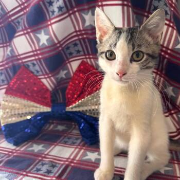 Valentino -  Domestic Short Hair Cat for Adoption in Titusville, Florida - Valentino | PetCurious