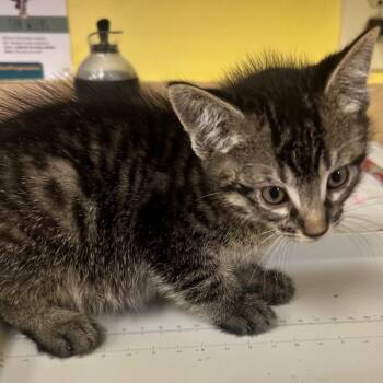 Noah -  Domestic Short Hair Cat for Adoption in Corpus Christi, Texas - Noah | PetCurious