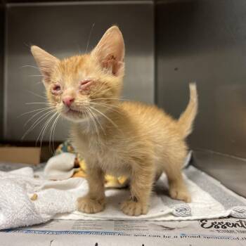 Braille -  Domestic Short Hair Cat for Adoption in Edinburg, Texas - Braille | PetCurious