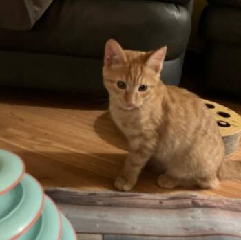 Crookshanks "Crook" -  Domestic Short Hair Cat for Adoption in Shippensburg, Pennsylvania - Crookshanks "Crook" | PetCurious