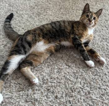 Rescue Torbie Cats for Adoption in Leesburg, Virginia - Chai | PetCurious