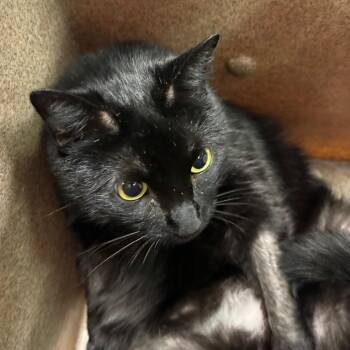 Comet -  Domestic Short Hair Cat for Adoption in Birmingham, Alabama - Comet | PetCurious