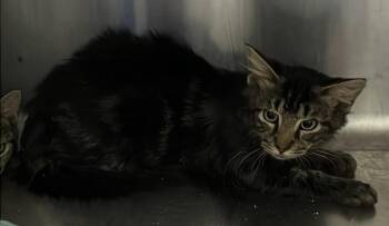 Evan -  Domestic Medium Hair Cat for Adoption in Burgaw, North Carolina - Evan | PetCurious