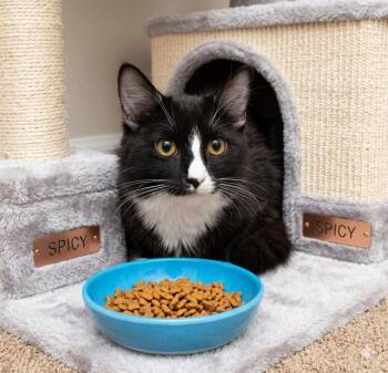 SPICY -  Tuxedo Cat for Adoption in Palmdale, California - SPICY | PetCurious