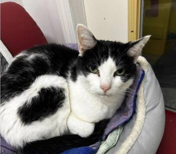 Domestic Short Hair Cats Available for Adoption in Maple Ridge, British Columbia - Dapper | PetCurious