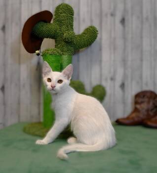 Pierce -  Domestic Short Hair Cat for Adoption in Roanoke, Texas - Pierce | PetCurious