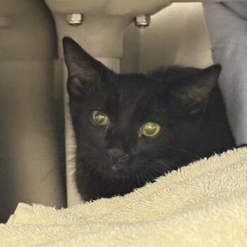 SAMUEL -  Domestic Short Hair Cat for Adoption in Las Vegas, Nevada - SAMUEL | PetCurious