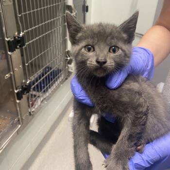 Rescue Domestic Short Hair Cats for Adoption in Chattanooga, Tennessee - Sweet Tooth | PetCurious