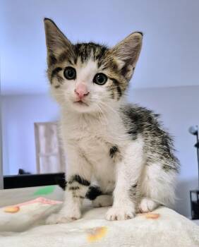 Tristan -  Domestic Short Hair Cat for Adoption in Winnipeg, Manitoba - Tristan | PetCurious