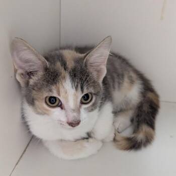 Candy -  Domestic Short Hair Cat for Adoption in Jeffersonville, Indiana - Candy | PetCurious