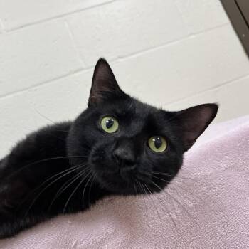 SVAS-Stray-39029 -  Domestic Short Hair Cat for Adoption in Lyndhurst, Virginia - SVAS-Stray-39029 | PetCurious