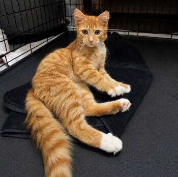 Kristoff -  Domestic Medium Hair Cat for Adoption in Panama City, Florida - Kristoff | PetCurious