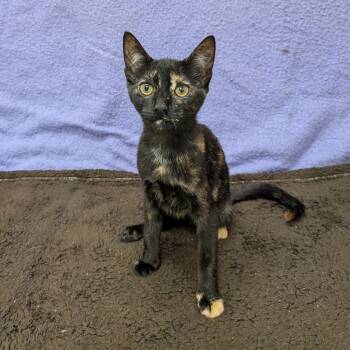 Fairfield (Pre-Adoption) -  Domestic Short Hair Cat for Adoption in Chilliwack, British Columbia - Fairfield (Pre-Adoption) | PetCurious