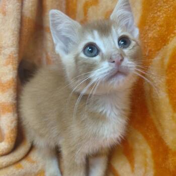PumpkinPatch -  Domestic Short Hair Cat for Adoption in New Tazewell, Tennessee - PumpkinPatch | PetCurious