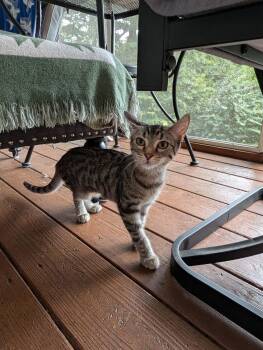 Journey (foster-raised with dogs) -  Domestic Short Hair Cat for Adoption in Lacon, Illinois - Journey (foster-raised With Dogs) | PetCurious
