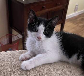 Rescue Domestic Medium Hair Cats for Adoption in St. Peters, Missouri - Ivan | PetCurious