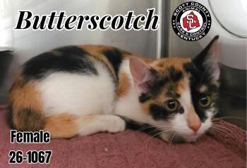 Butterscotch -  Domestic Short Hair Cat for Adoption in Georgetown, Kentucky - Butterscotch | PetCurious