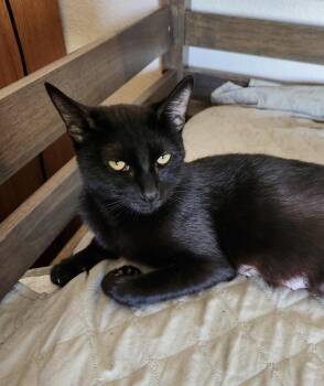 Soleil -  Domestic Short Hair Cat for Adoption in Riverside, California - Soleil | PetCurious