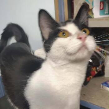 Harley -  Domestic Short Hair Cat for Adoption in Layton, Utah - Harley | PetCurious