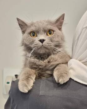 Rescue British Shorthair Cats for Adoption in Snow Hill, Maryland - Braveheart | PetCurious