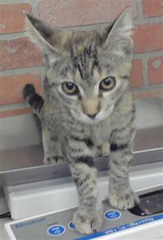 BRANDY -  Domestic Short Hair Cat for Adoption in Houston, Texas - BRANDY | PetCurious