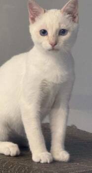 gene -  Domestic Long Hair Cat for Adoption in Waverly, Tennessee - Gene | PetCurious