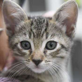 Domestic Short Hair Cats Available for Adoption in Redwood City, California - Voyage | PetCurious