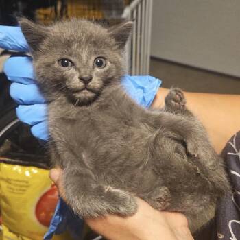 Foxglove -  Domestic Short Hair Cat for Adoption in Danbury, Connecticut - Foxglove | PetCurious