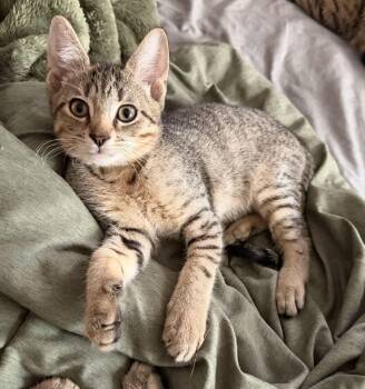 Gill -  Tiger Cat for Adoption in Honeoye, New York - Gill | PetCurious