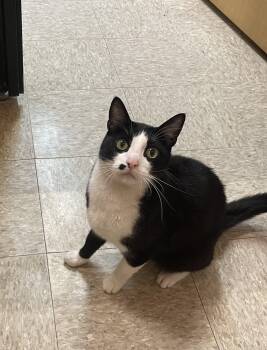 Marlin -  Domestic Short Hair Cat Available for Adoption in Hammond, Indiana - Marlin | PetCurious