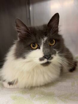 Rescue Domestic Medium Hair and Domestic Short Hair Cats for Adoption in Everett, Washington - Petunia | PetCurious