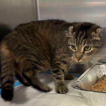 Penelope -  Domestic Medium Hair Cat for Adoption in Greensboro, North Carolina - Penelope | PetCurious